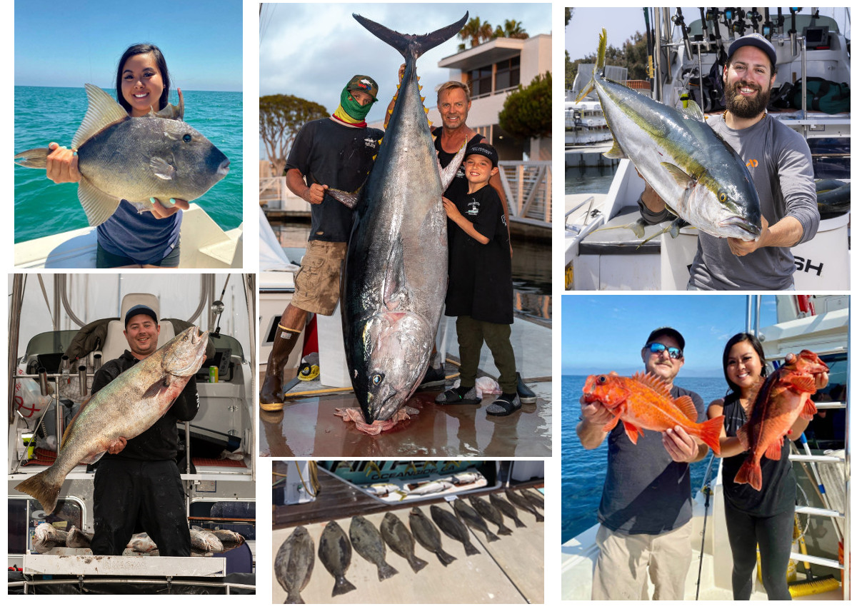 WSB, Yellowtail, Bluefin, rockfish, triggerfish LA Sportfishing and Fin Fetish